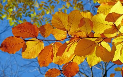 Hur påverkar färger vårt humör?